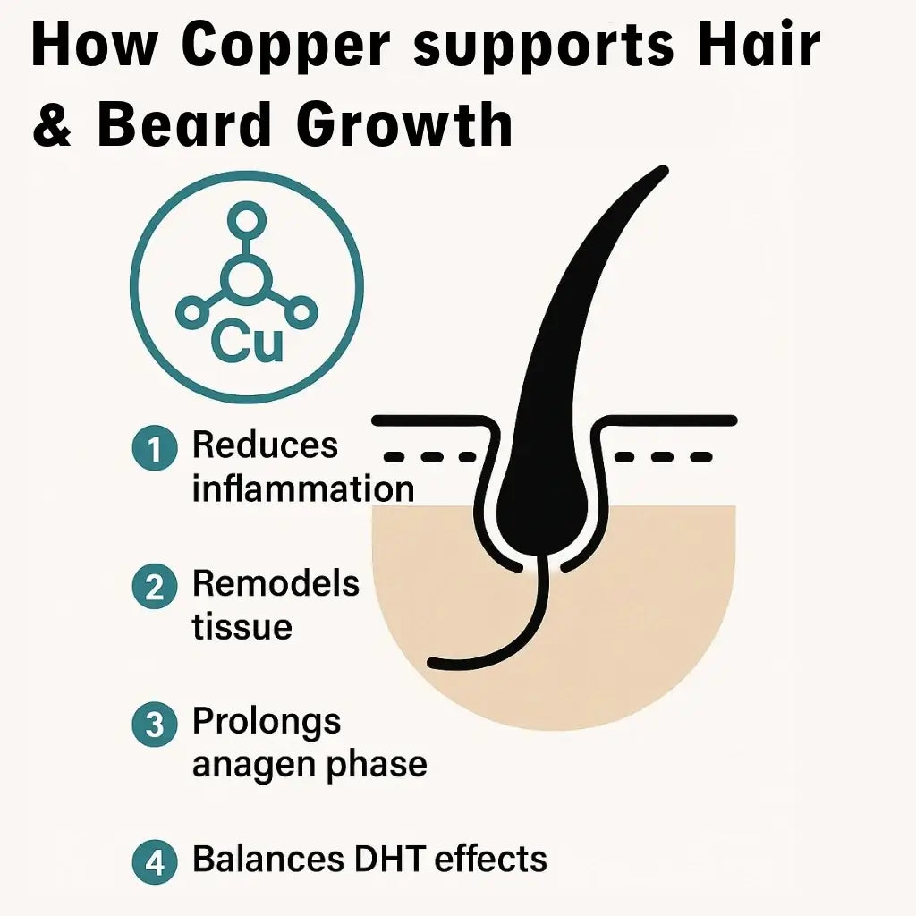 Infographic on how copper supports hair and beard growth: reduces inflammation, remodels tissue, prolongs anagen phase, balances DHT effects.